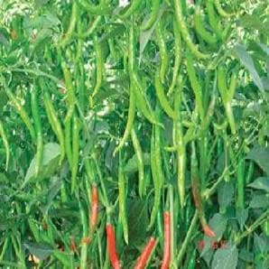 NS 1101 F1 Hybrid Chilli Seeds