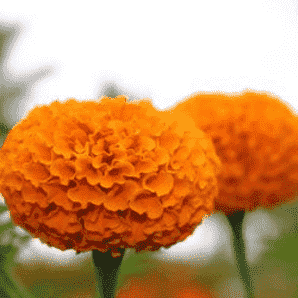 NS Double Orange African Marigold Seeds