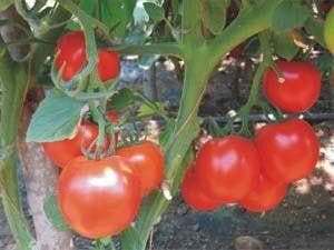 NS 1068 F1 Hybrid Tomato Seeds