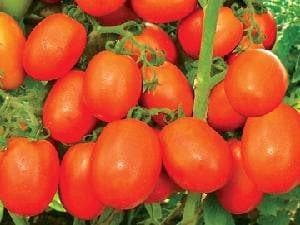 NS 2535 F1 Hybrid Tomato Seeds