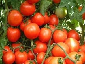 NS 504 (NS 104) TOMATO (एन एस 504)