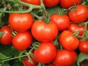 NS 524 TOMATO ( एनएस 524 टमाटर )