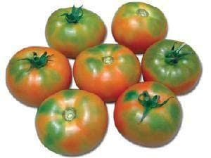 NS 585 F1 Hybrid Tomato Seeds