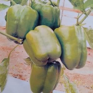 NANDA CAPSICUM