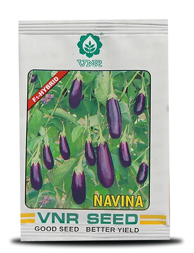 Navina F1 Hybrid Brinjal Seeds