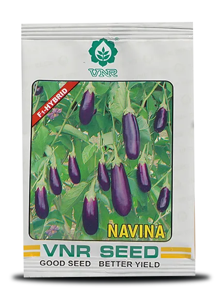 Navina F1 Hybrid Brinjal Seeds