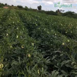 UPL NAVYA HYBRID BHENDI SEEDS, RESISTANCE TO YVMV