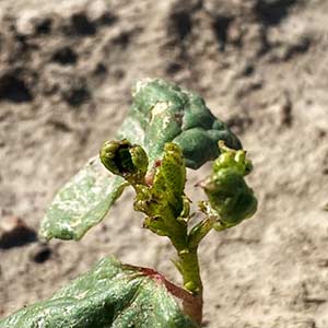 Neemdhan Bio Insecticide