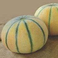 NIRMAL 24 MUSKMELON