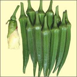 MAHY 55 OKRA ( माहिको नंबर 55 भिंडी )