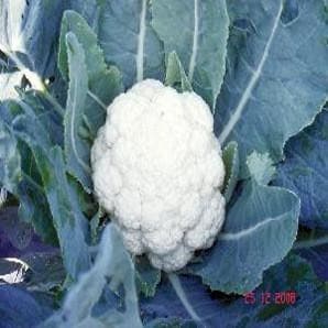 NS 131 F1 Hybrid Cauliflower Seeds