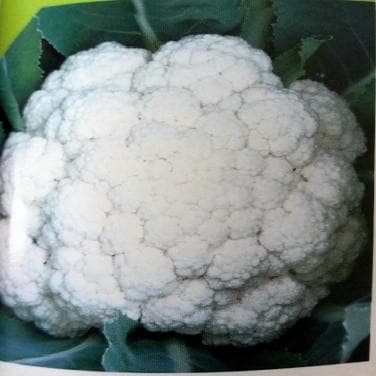 NS 1448 F1 Hybrid Cauliflower Seeds