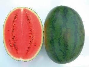 NS 20 WATERMELON (H 20 WATERMELON)