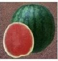 NS 252 WATERMELON