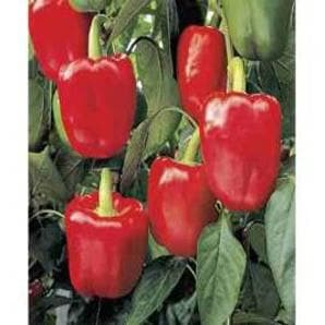 NS 280 CAPSICUM (RED)