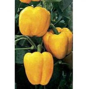 NS 281 CAPSICUM (YELLOW)