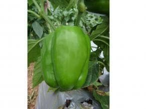 NS 292 F1 Hybrid Capsicum Seeds