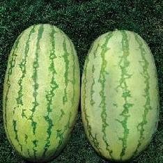 NS 295 F1 Hybrid Watermelon Seeds