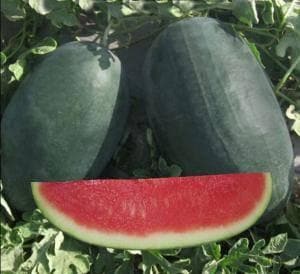 NS 34 WATERMELON SEEDS