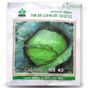 NS 43 Cabbage Seeds