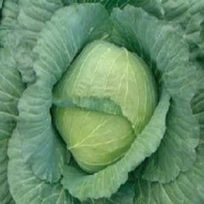 NS 43 Cabbage Seeds