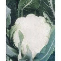 NS 555 F1 Hybrid Cauliflower Seeds