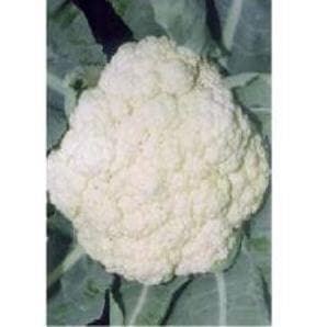 NS 60N F1 Hybrid Cauliflower Seeds