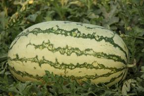 NS 775 WATERMELON SEEDS