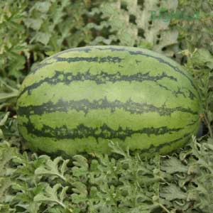 NS 777 F1 Hybrid Watermelon Seeds