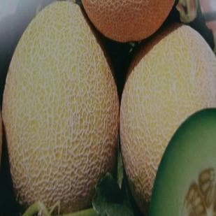 NS 911 (GH 11) MUSKMELON