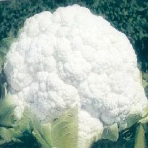 NS 95 CAULIFLOWER