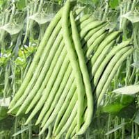 NZ SUPER KING POLE BEANS