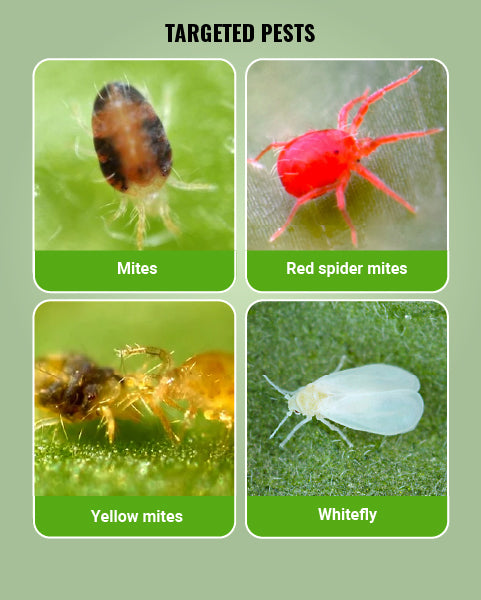 Oberon Insecticide