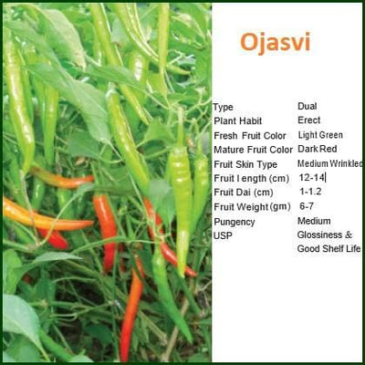 OJASVI CHILLI