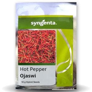 OJASWI CHILLI (HPH-017)