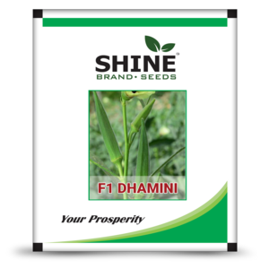 SHINE OKRA DHAMINI F1 HYBRID SEEDS