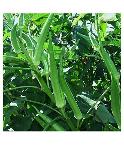 SHINE OKRA DHAMINI F1 HYBRID SEEDS