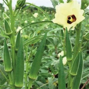 GREEN GOLD BHINDI (OKRA) SEEDS ( ग्रीन गोल्ड भिंडी )