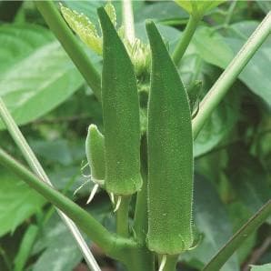 GREEN GOLD BHINDI (OKRA) SEEDS ( ग्रीन गोल्ड भिंडी )