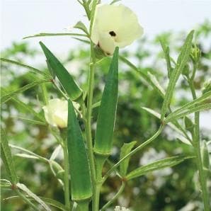 GREEN GOLD BHINDI (OKRA) SEEDS ( ग्रीन गोल्ड भिंडी )