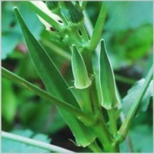 INDUS OKRA RUSTOM SEEDS