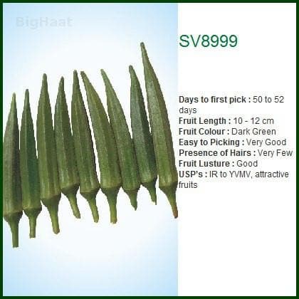 SV8999 OKRA