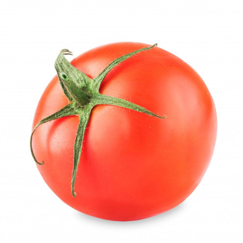 URJA US-525 TOMATO SEEDS