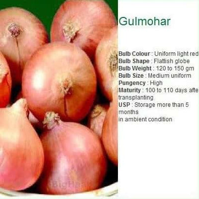 GULMOHAR ONION SEEDS