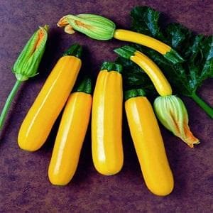 ORELIA F-1 YELLOW ZUCCHINI