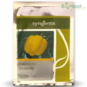 OROBELLE CAPSICUM