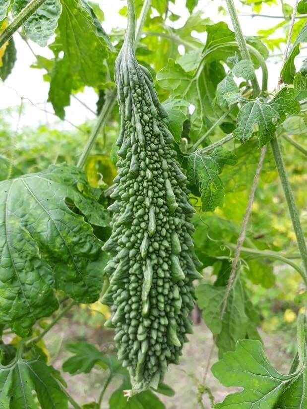 PAN 1983 HYBRID BITTER GOURD SEEDS (DARK GREEN)