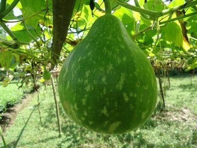 PAN 1719 HYBRID BOTTLE GOURD (DARK GREEN COLOUR WITH SPOTS)