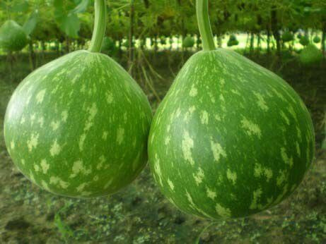 PAN 1719 HYBRID BOTTLE GOURD (DARK GREEN COLOUR WITH SPOTS)