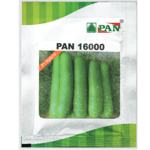 PAN BOTTLE GOURD 16000